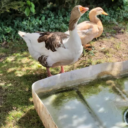 Apartament Welling Horn-Bad Meinberg